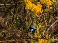 wren wattle.jpg